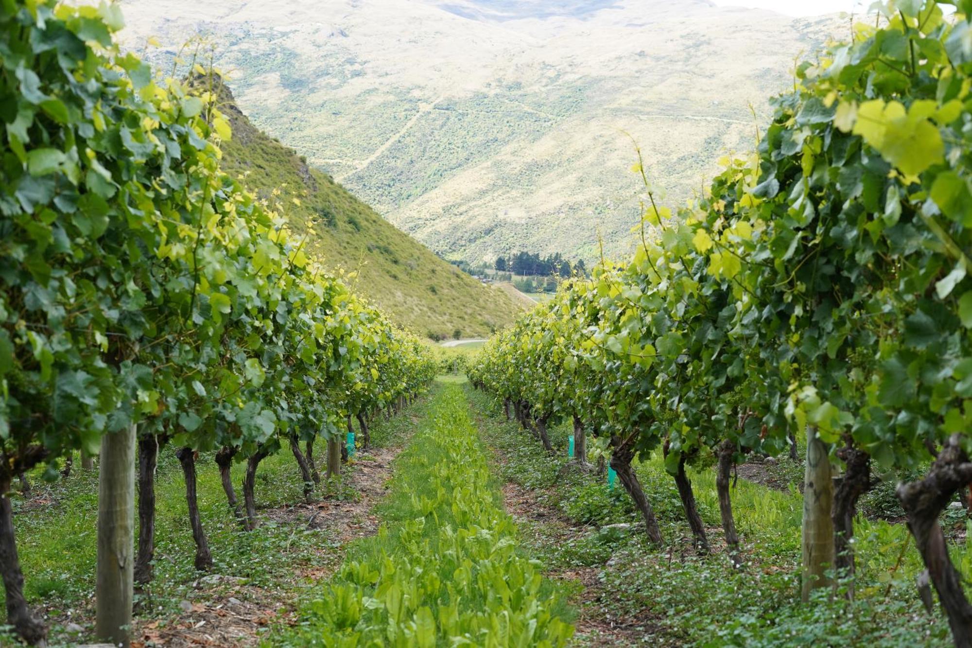 Mt Rosa Lodge Boutique Vineyard Accommodation Wanaka Exterior foto